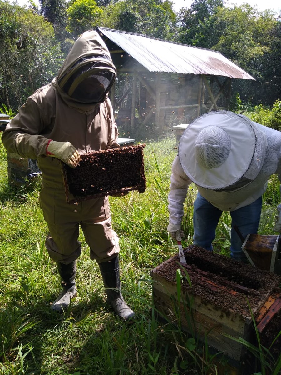 Apiario dentro de la reserva