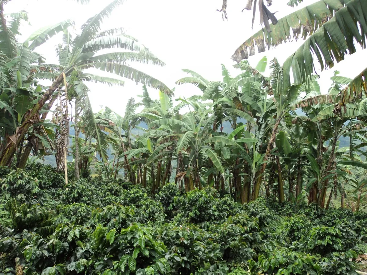 Café de la Reserva Natural Los Chagualos, cultivado bajo sombra de árboles nativos
