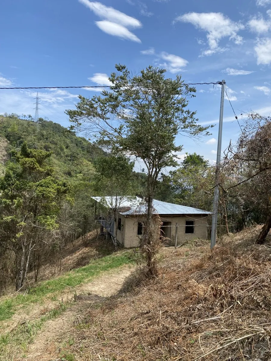 Cafetal bajo sombra en la Reserva Natural Los Chagualos