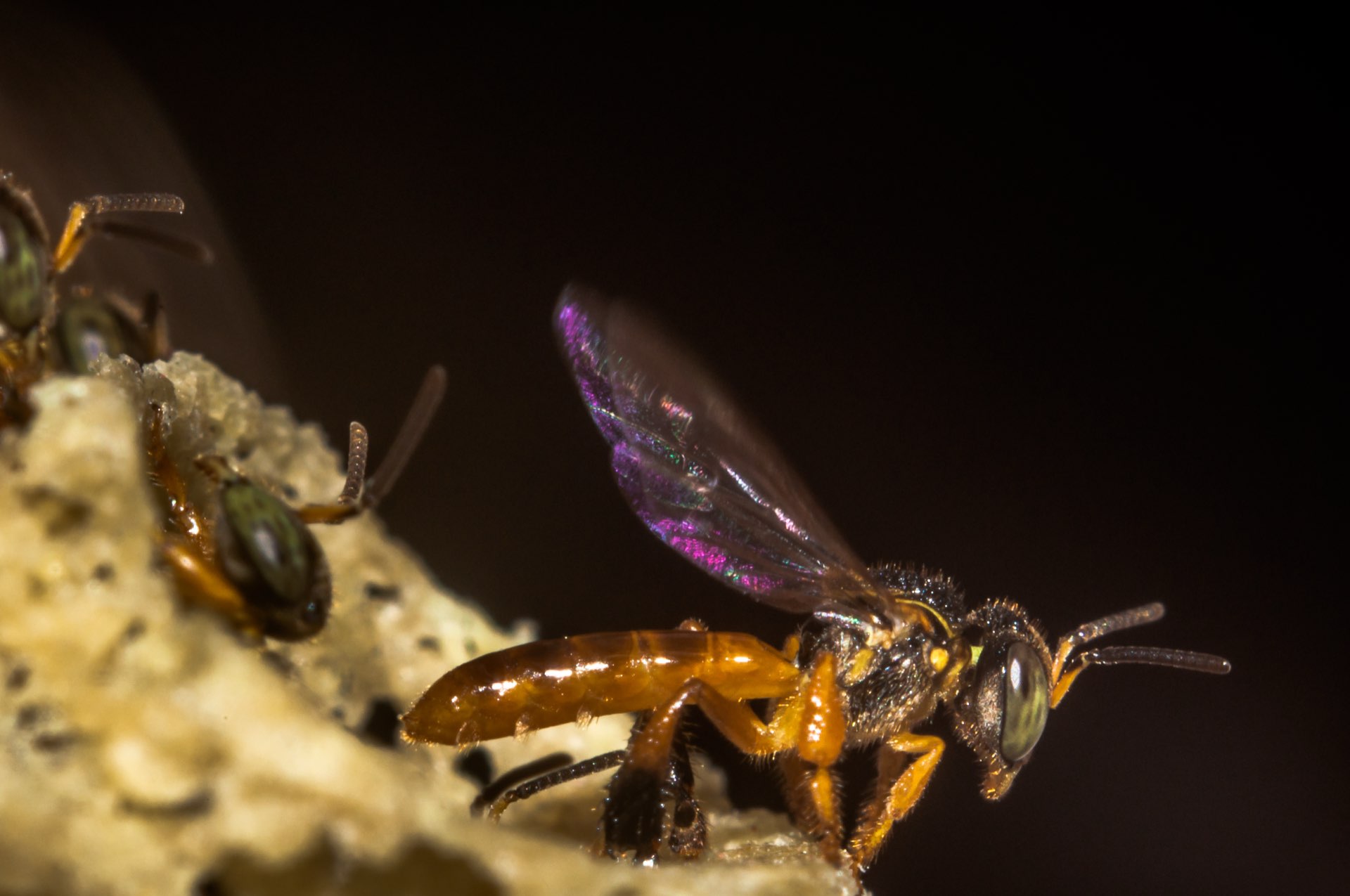 Abeja nativa sin aguijón en el meliponario de la reserva