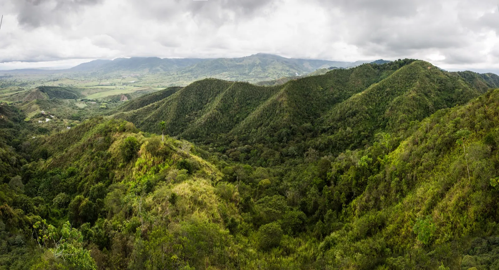 Bosque andino de la Reserva Natural Los Chagualos, en el Valle del Cauca