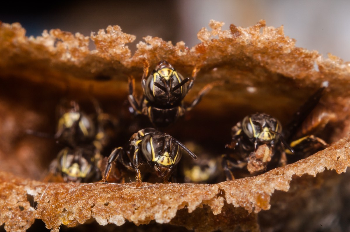 Abejas nativas de la reserva