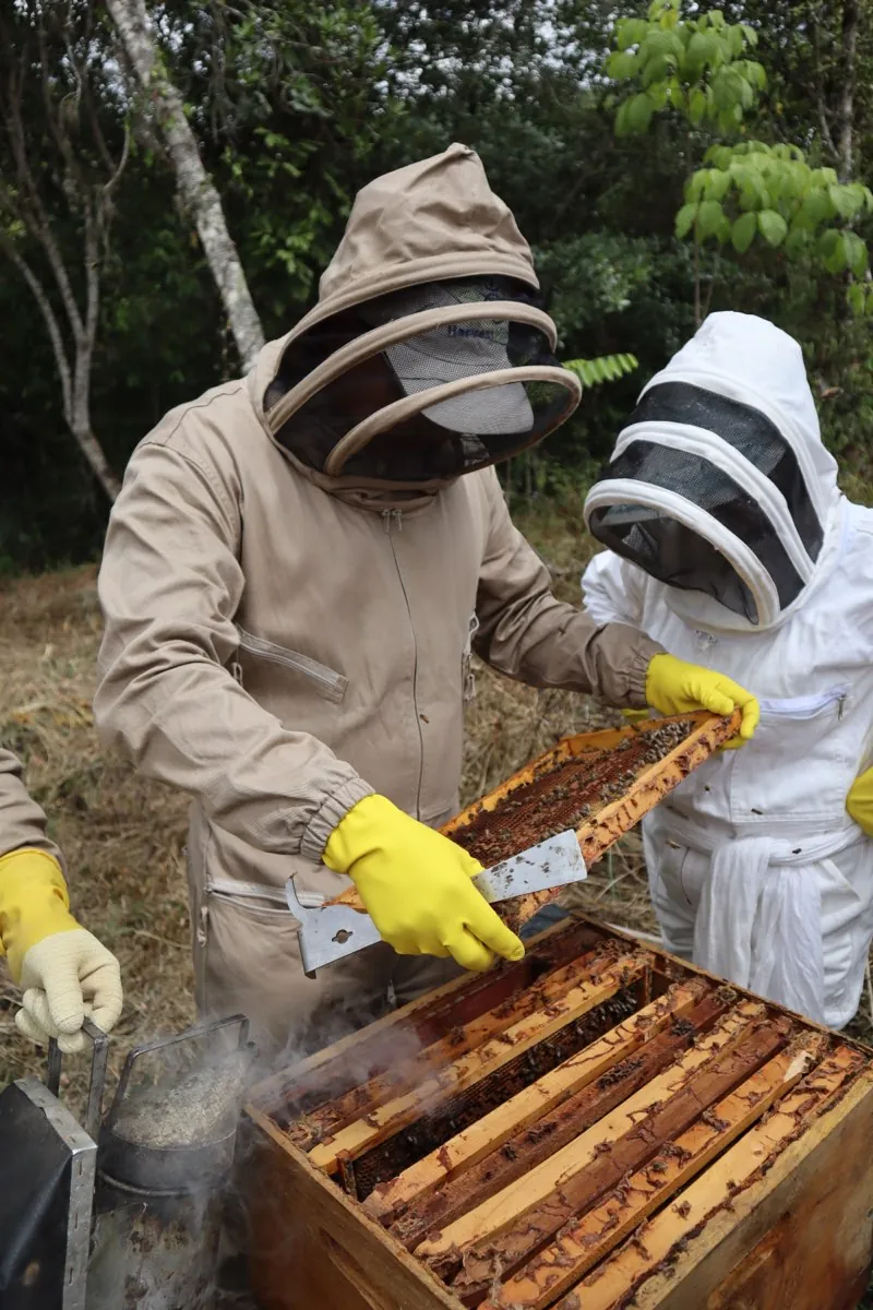 Panal de abejas con miel en la Reserva Natural Los Chagualos