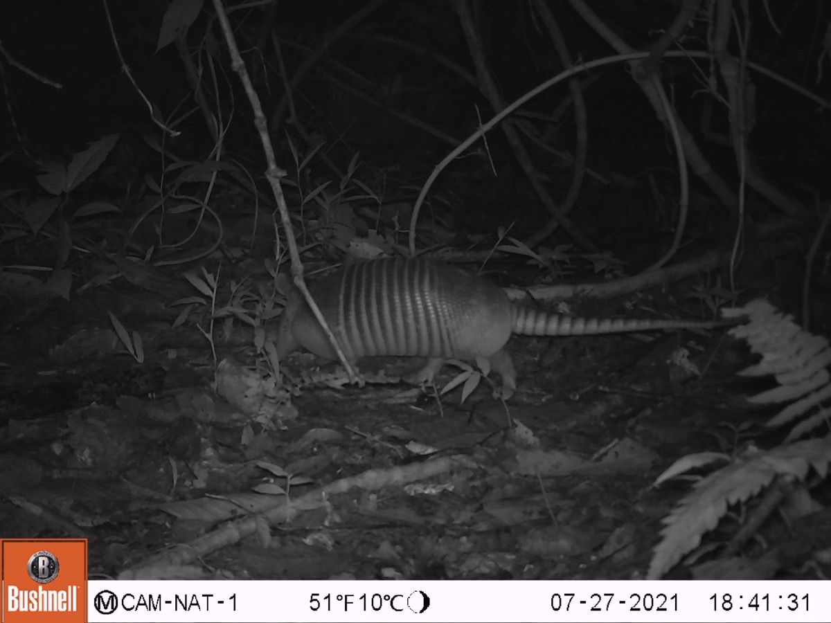 Gurre o armadillo de nueve bandas registrado por cámara trampa